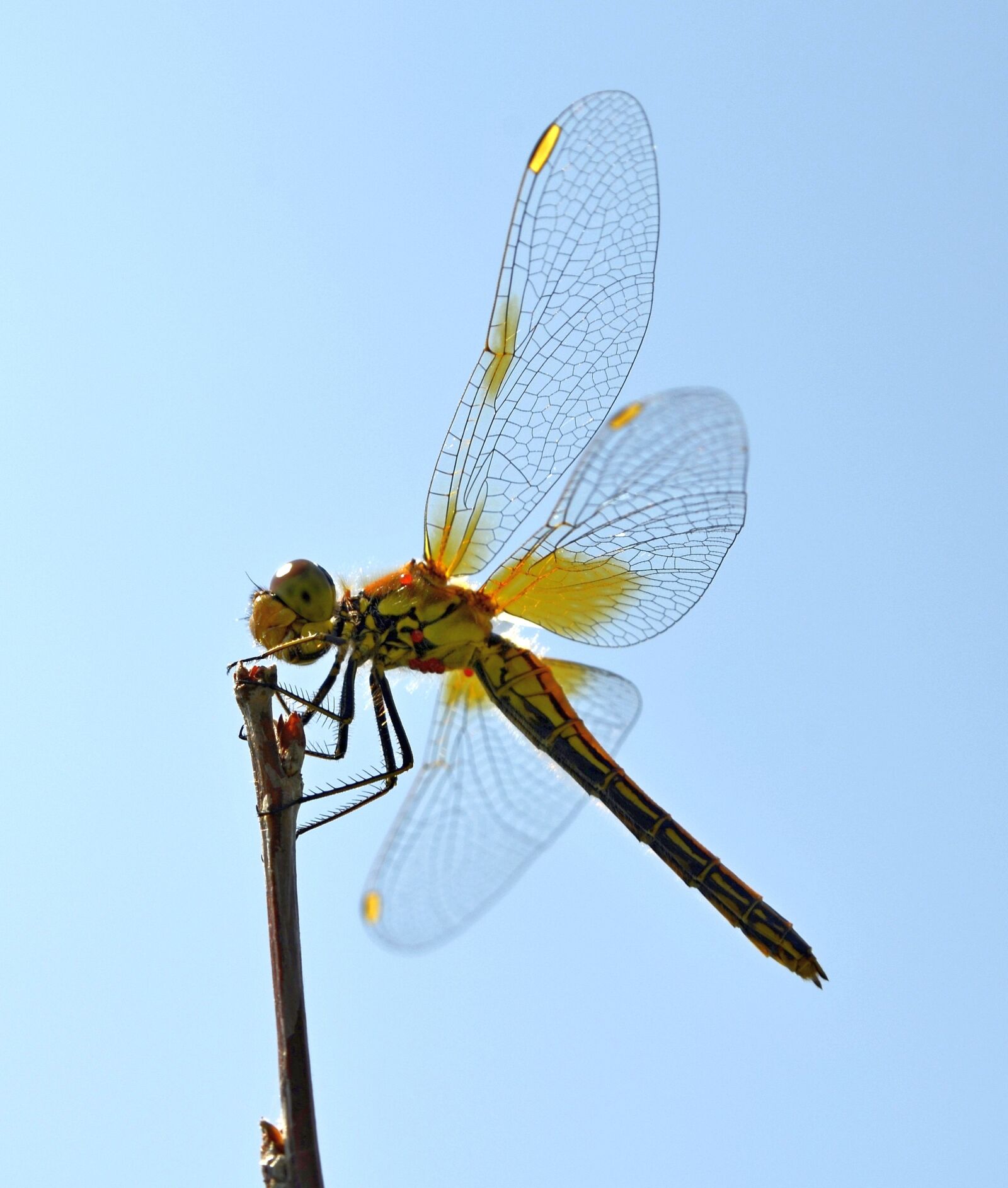 Nikon D5100 sample photo. Dragonfly, wings, hymenoptera photography