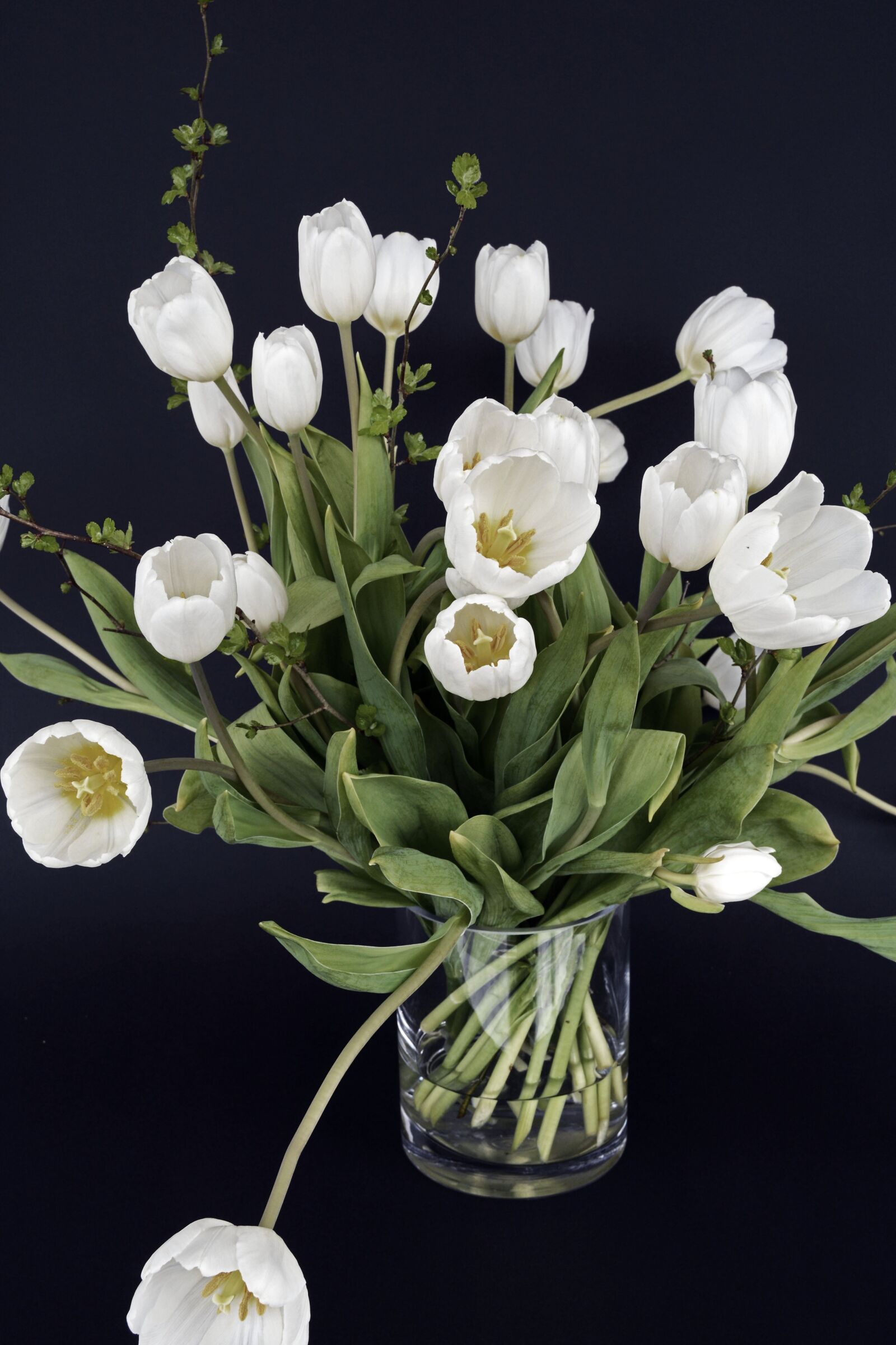 Nikon D7100 sample photo. Tulips, spring, white photography
