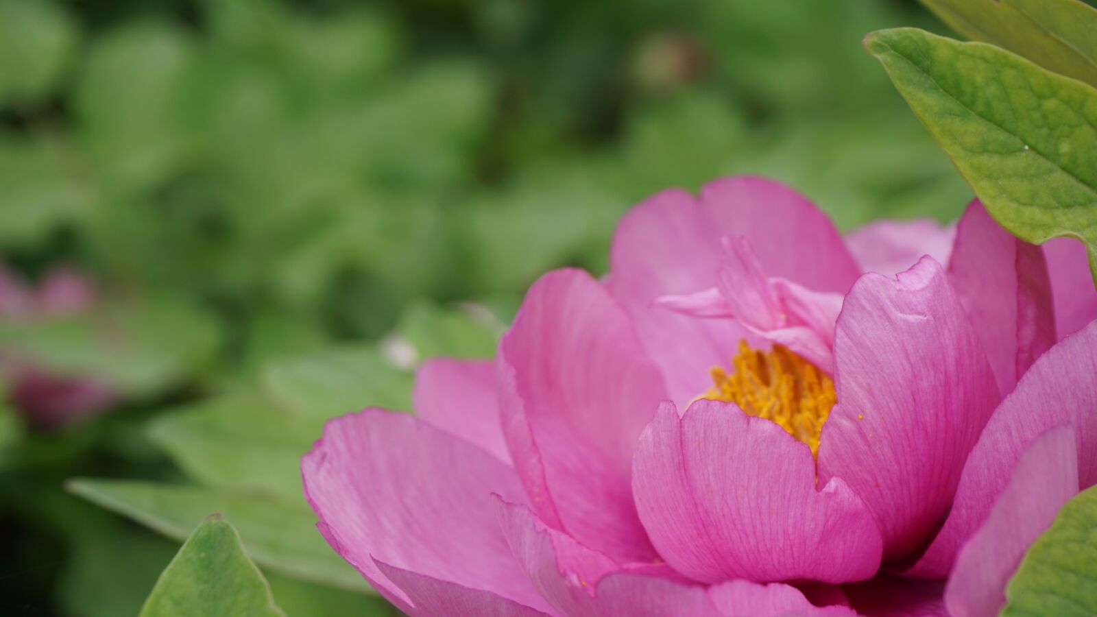 Sony a6000 sample photo. Luo yang hong, peony photography