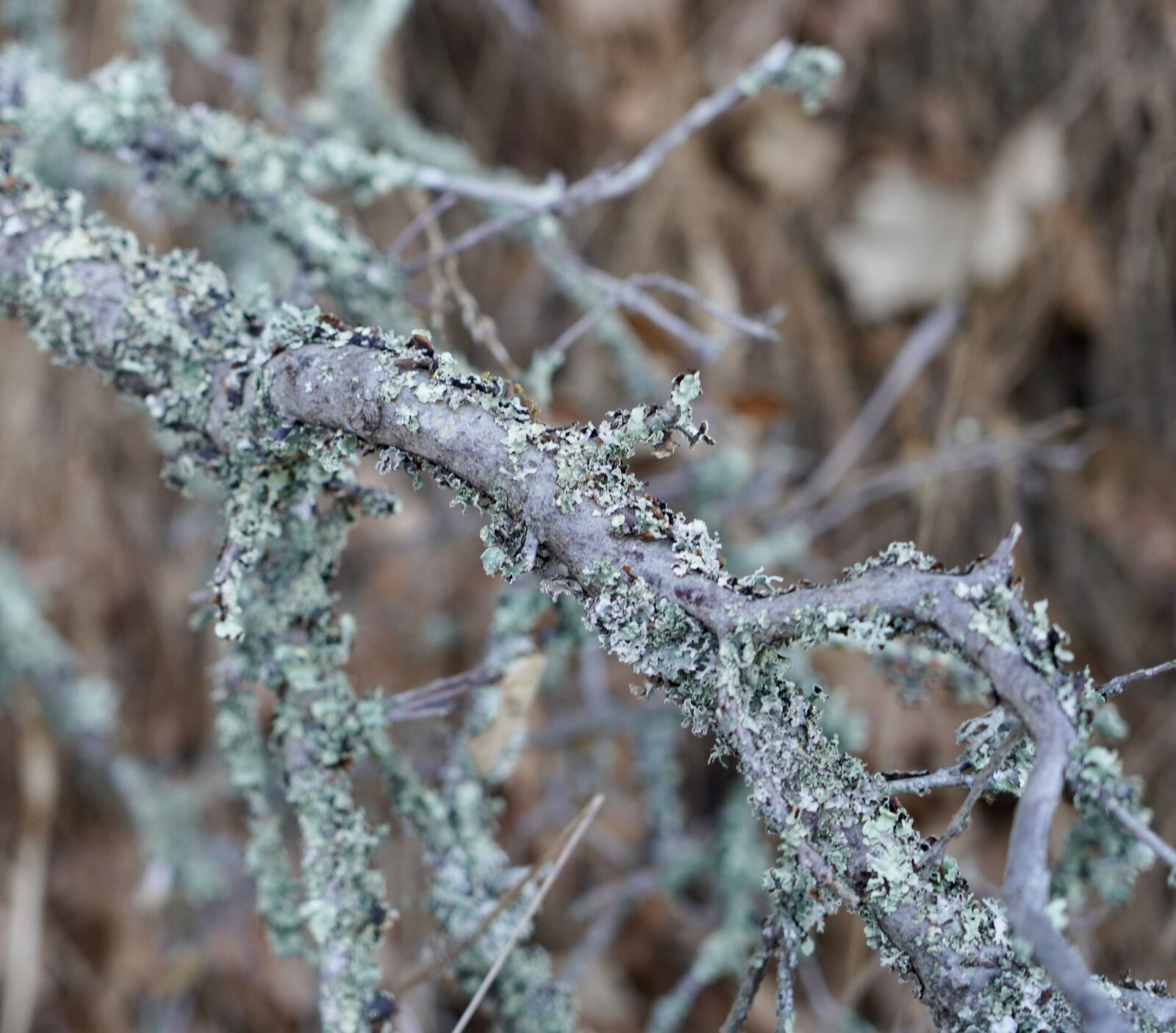 Sony a7R IV + Sony FE 24-105mm F4 G OSS sample photo. Lichen, branch, tree photography
