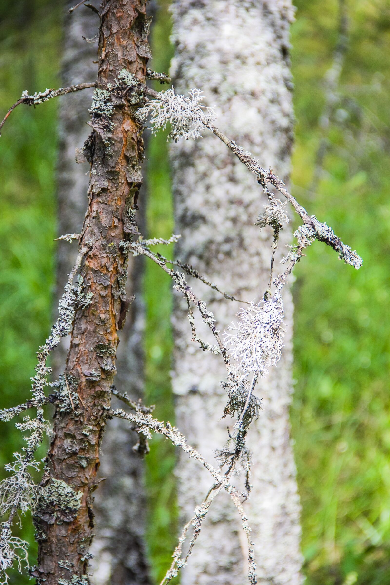 Canon EF-S 18-135mm F3.5-5.6 IS sample photo. Moss, lichen, forest photography