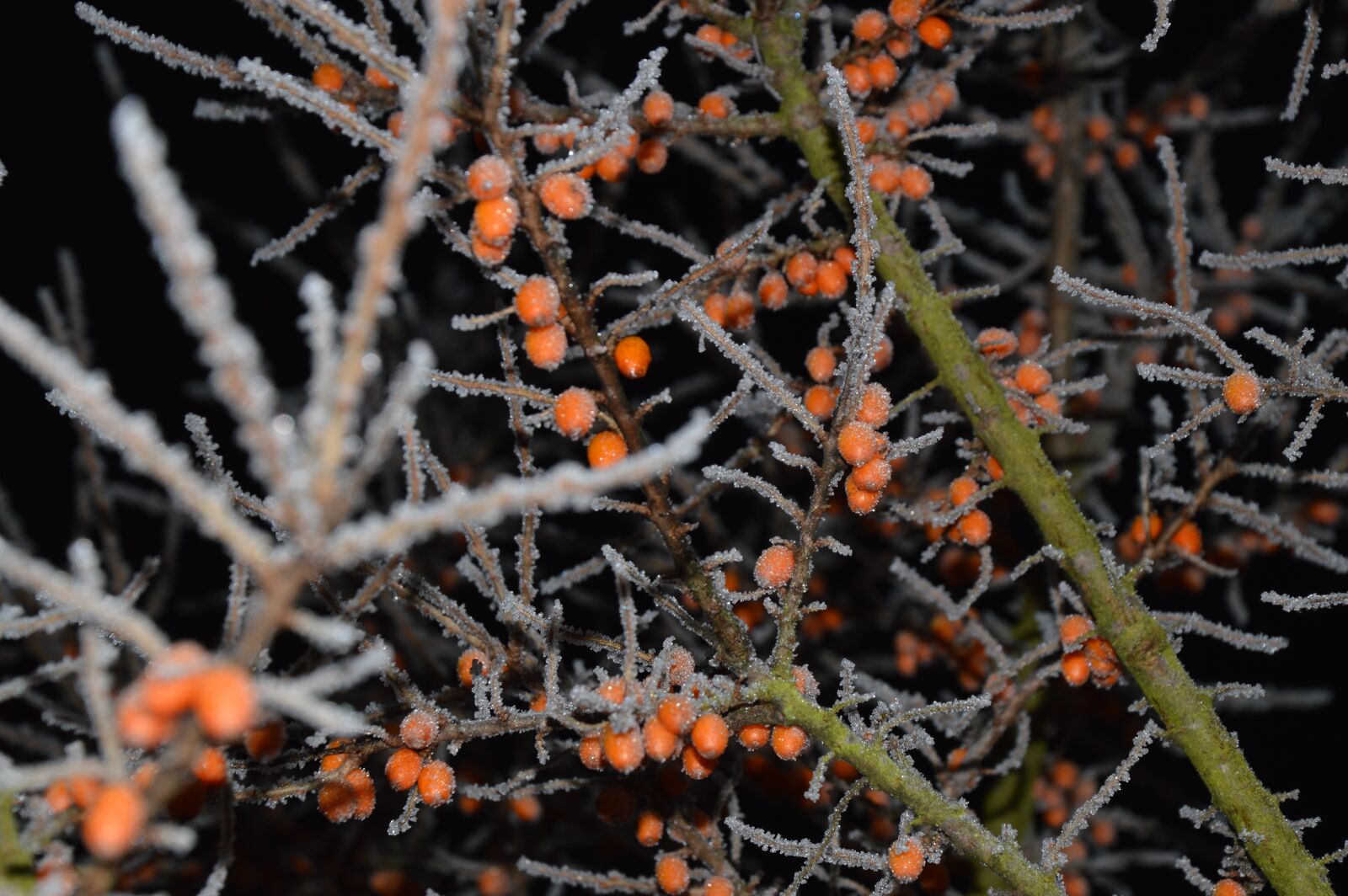 Nikon D3200 sample photo. Sea buckthorn, ripe, frost photography