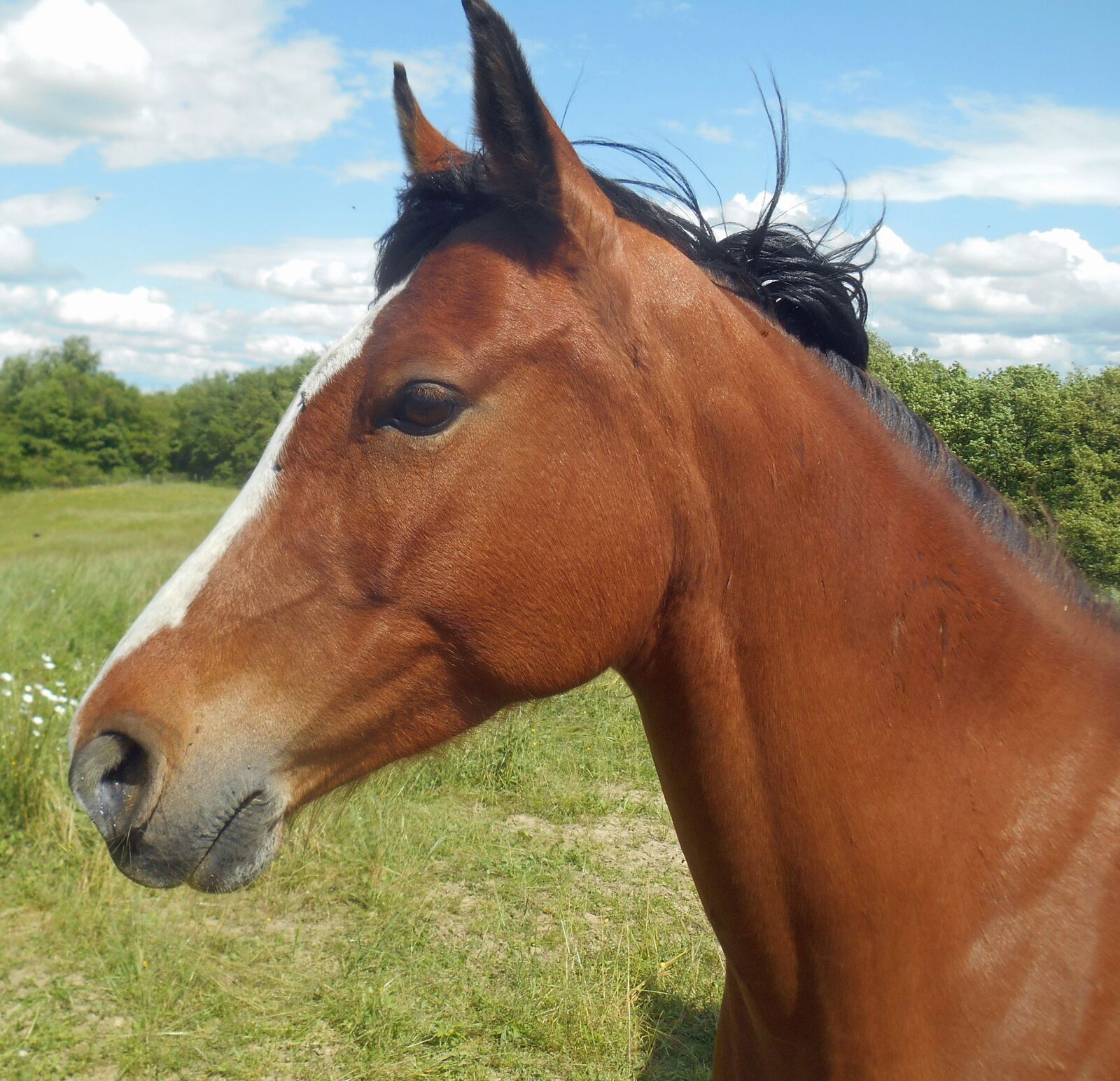 Nikon Coolpix S3500 sample photo. Horse, head, equine photography