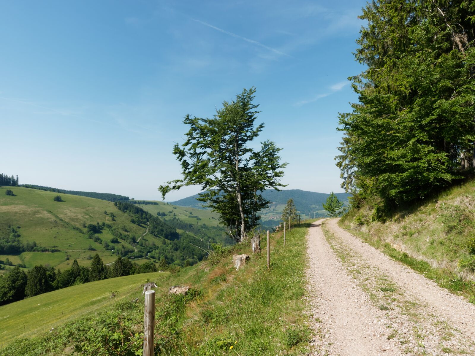 Olympus OM-D E-M1 + Olympus M.Zuiko Digital ED 12-40mm F2.8 Pro sample photo. Black forest, schwarzwald, germany photography