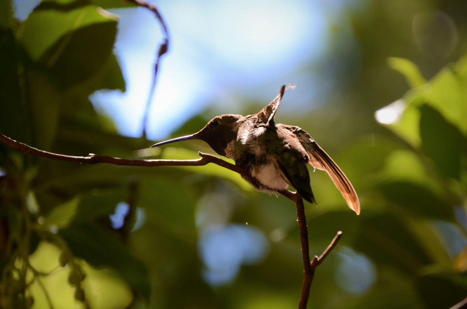 Nikon D7000 sample photo. Hummingbird, tree, sunlight photography