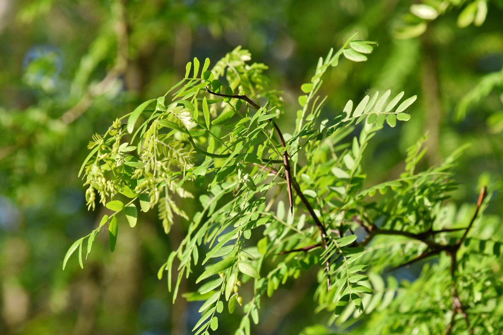 Nikon D5500 sample photo. Acacia, branches, green leaves photography