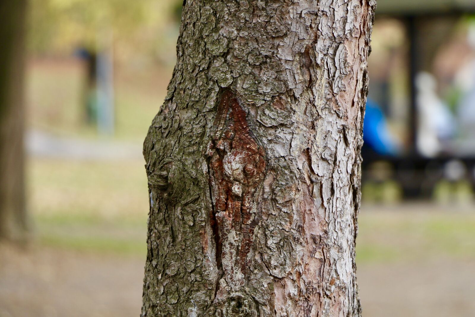 Canon EOS 70D sample photo. Nature, photography, tree photography
