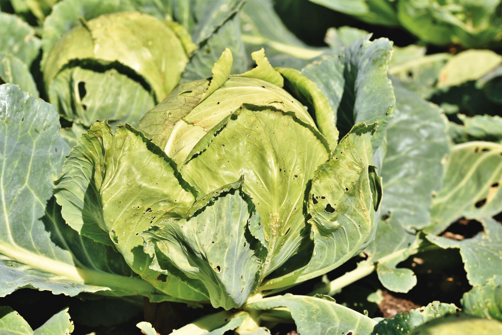 Nikon D7200 sample photo. White cabbage, kohl, cabbage photography
