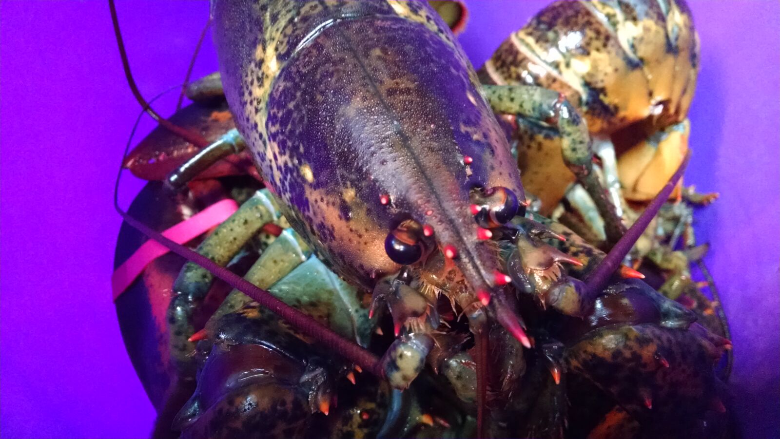 Motorola XT1080 sample photo