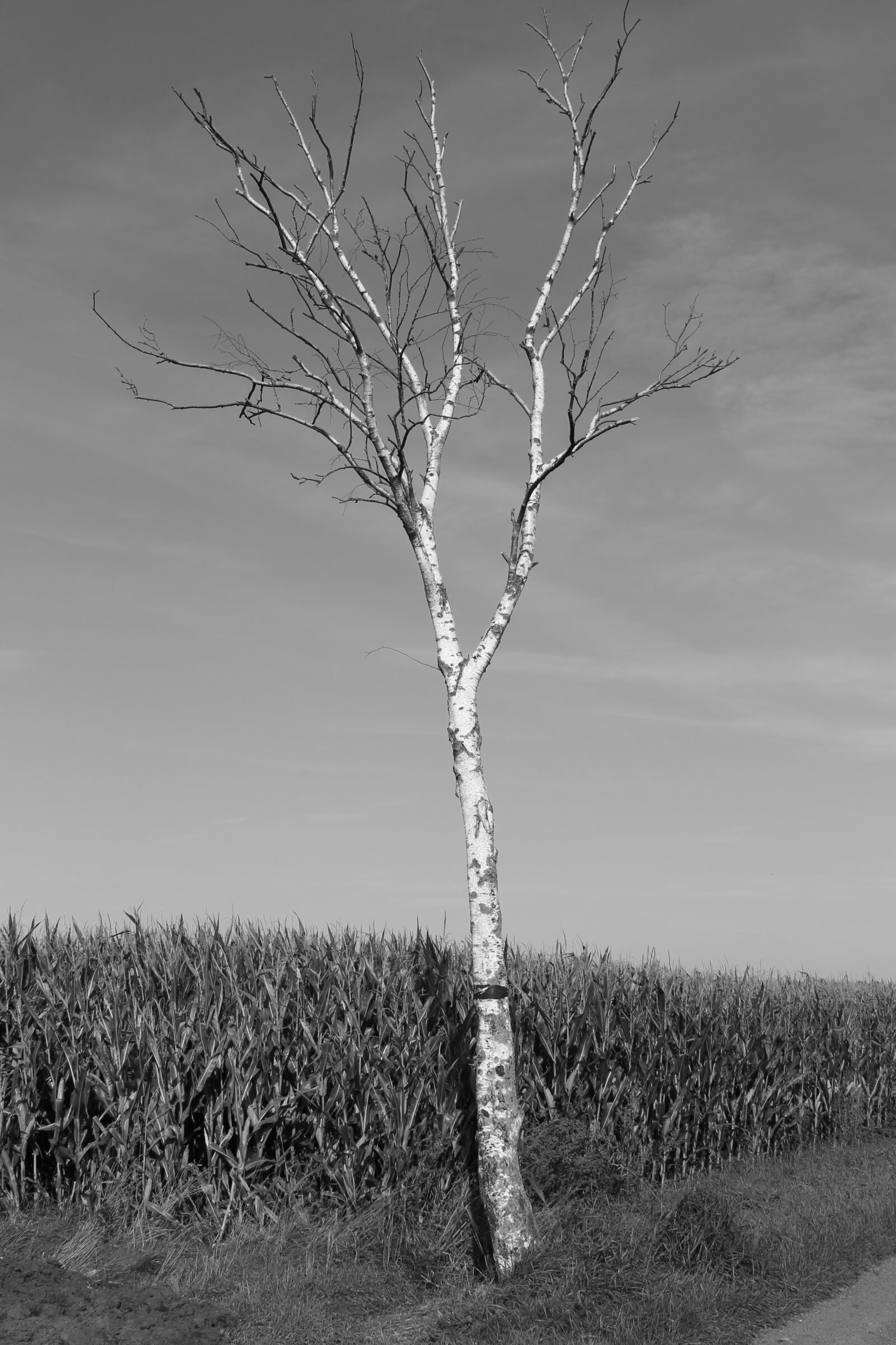 Canon EOS 1100D (EOS Rebel T3 / EOS Kiss X50) sample photo. Tree, black, white photography