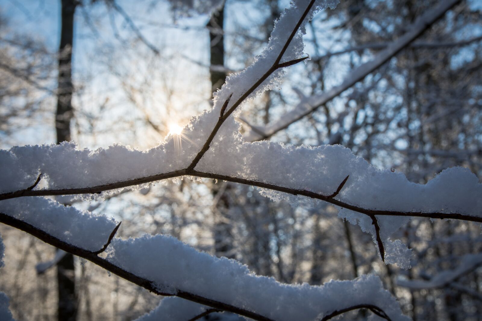 Nikon D7200 sample photo. Tree, winter, nature photography