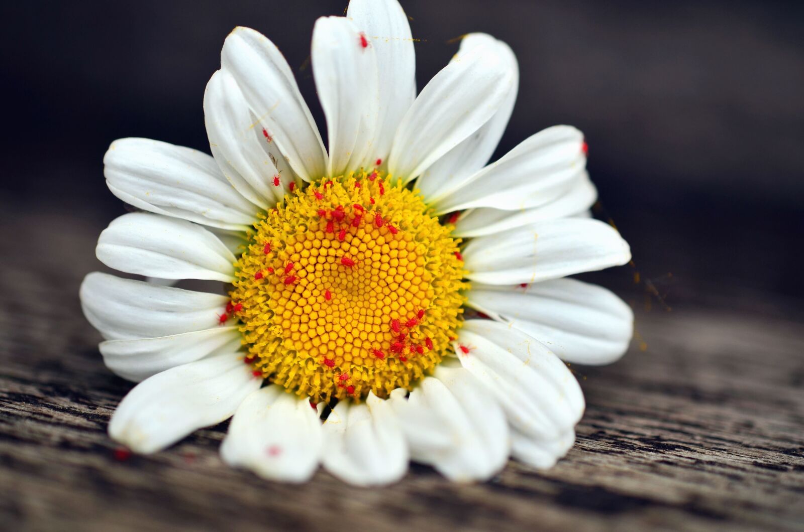 Nikon D5100 sample photo. Flower, petal, daisy, flowering photography