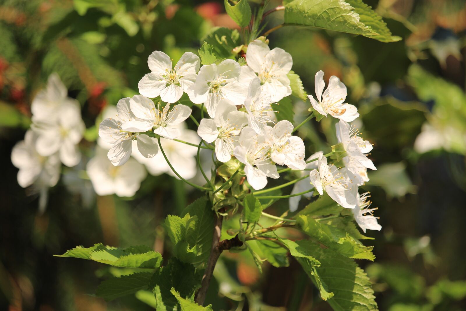 Canon EF-S 55-250mm F4-5.6 IS STM sample photo. Flower, nature, plant photography