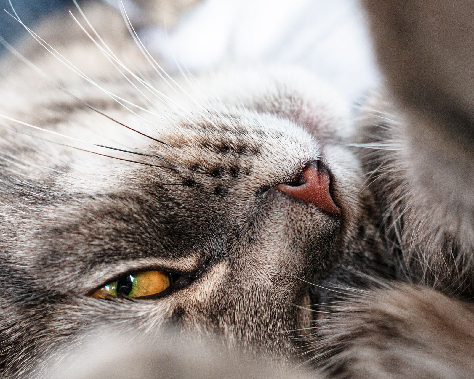 Nikon D300S sample photo. Cat, close up, macro photography