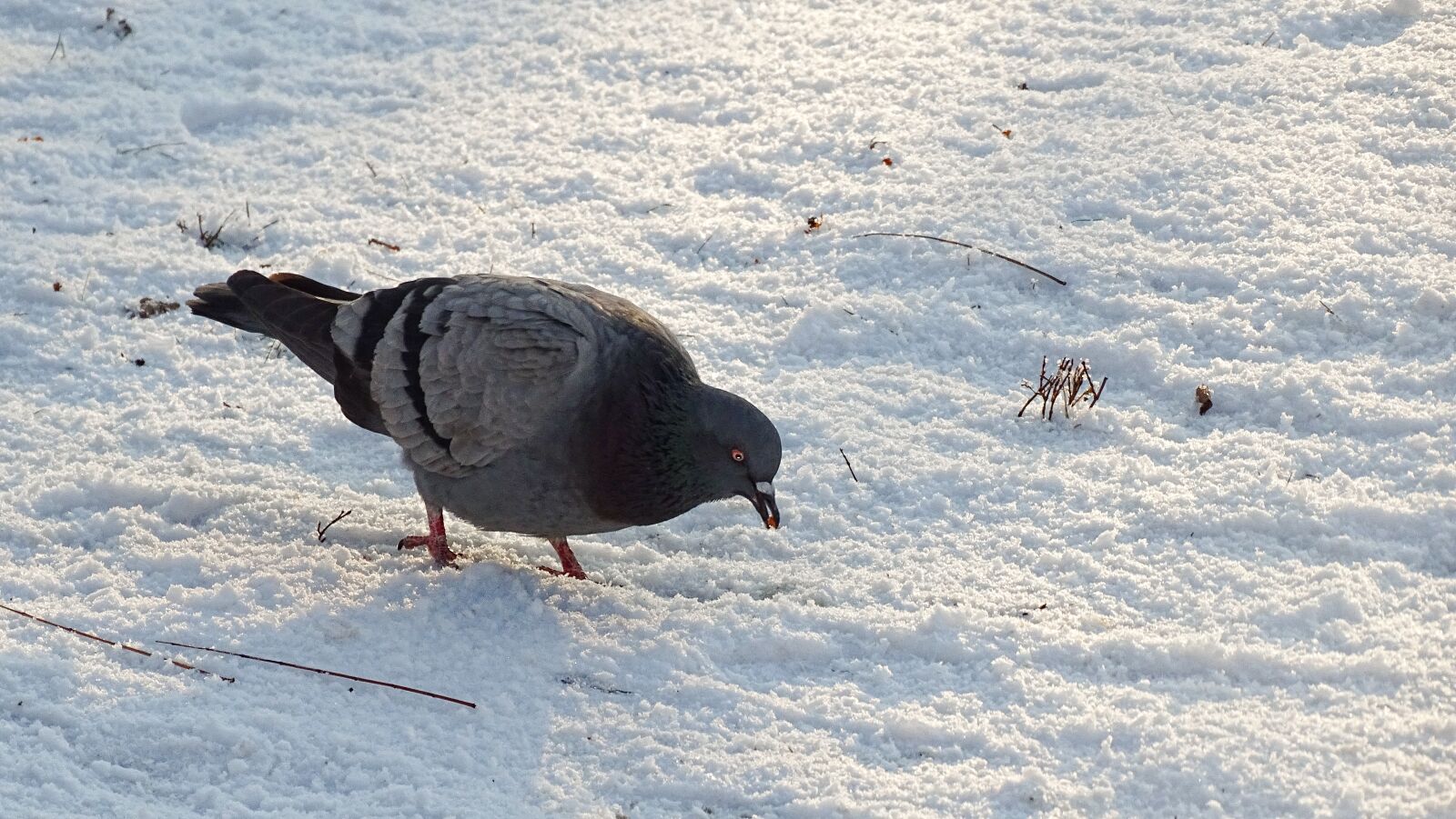 Sony Cyber-shot DSC-HX350 sample photo. Pigeon, winter, city photography