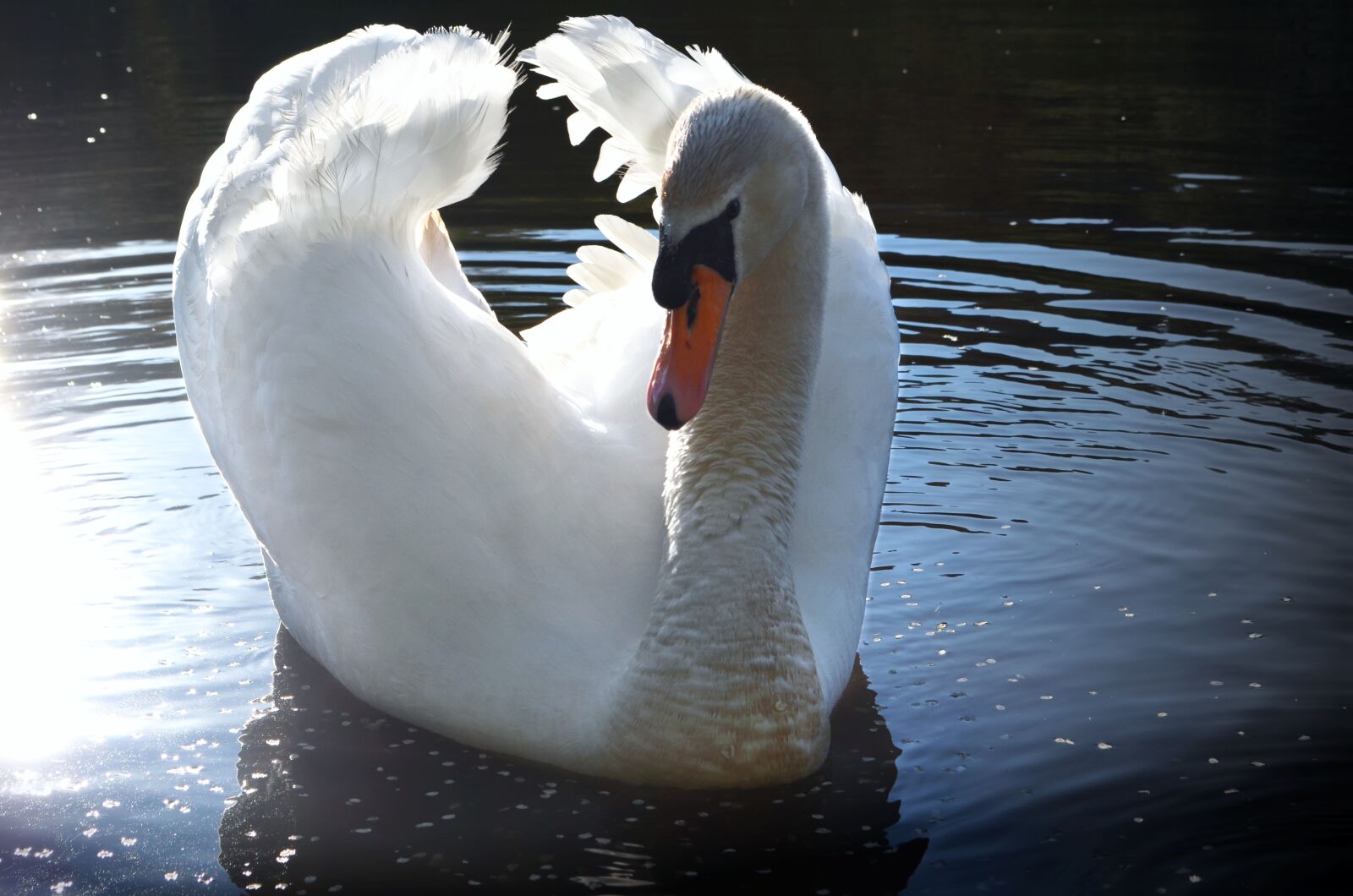 Nikon D5100 sample photo. Swan, water, white photography