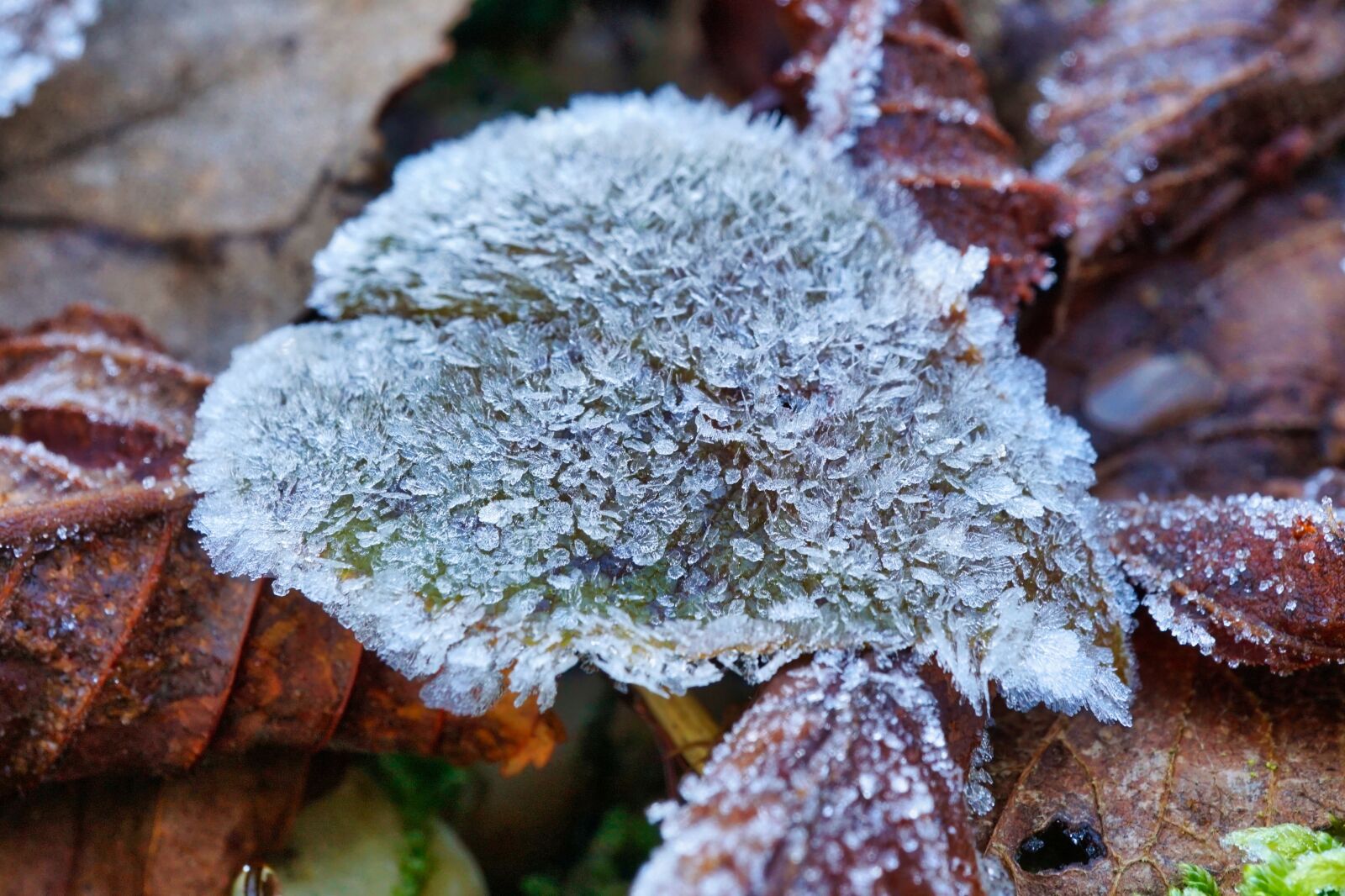 Sony a5100 + Sony E 30mm F3.5 Macro sample photo. Frozen, icy, cold photography