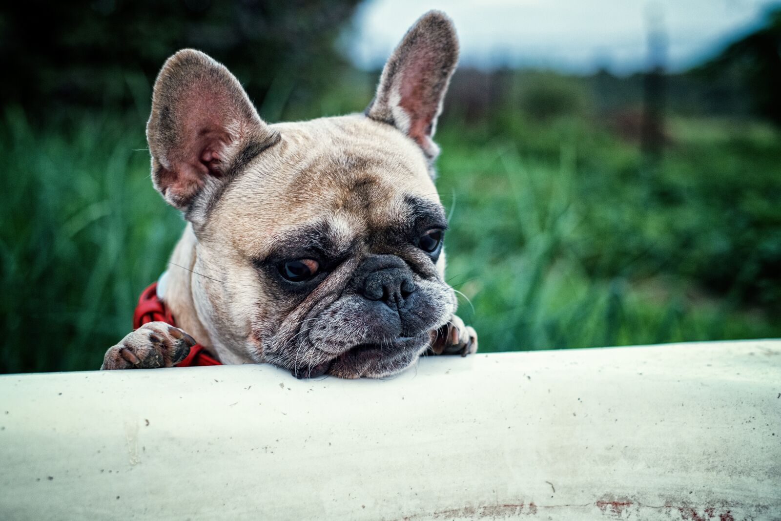 Fujifilm X-E1 + Fujifilm XF 35mm F1.4 R sample photo. French bulldog, nature, dacha photography