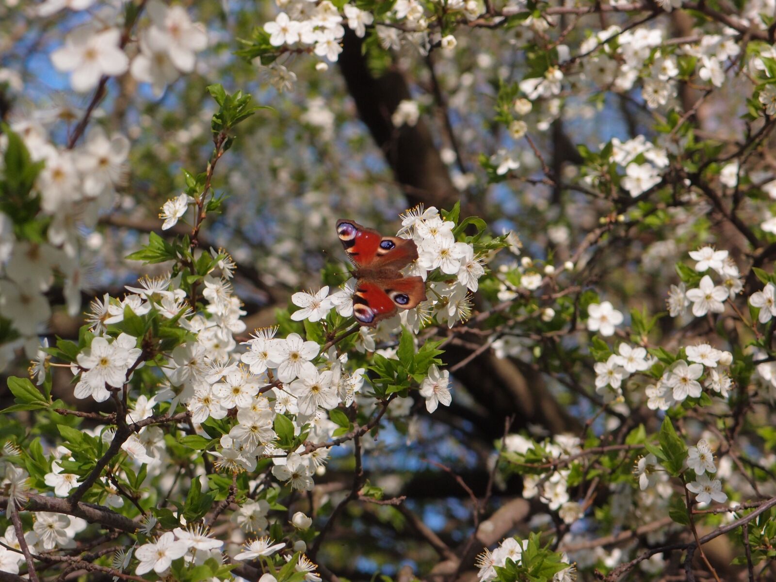 Olympus XZ-1 sample photo. Flowers, tree, flowering tree photography