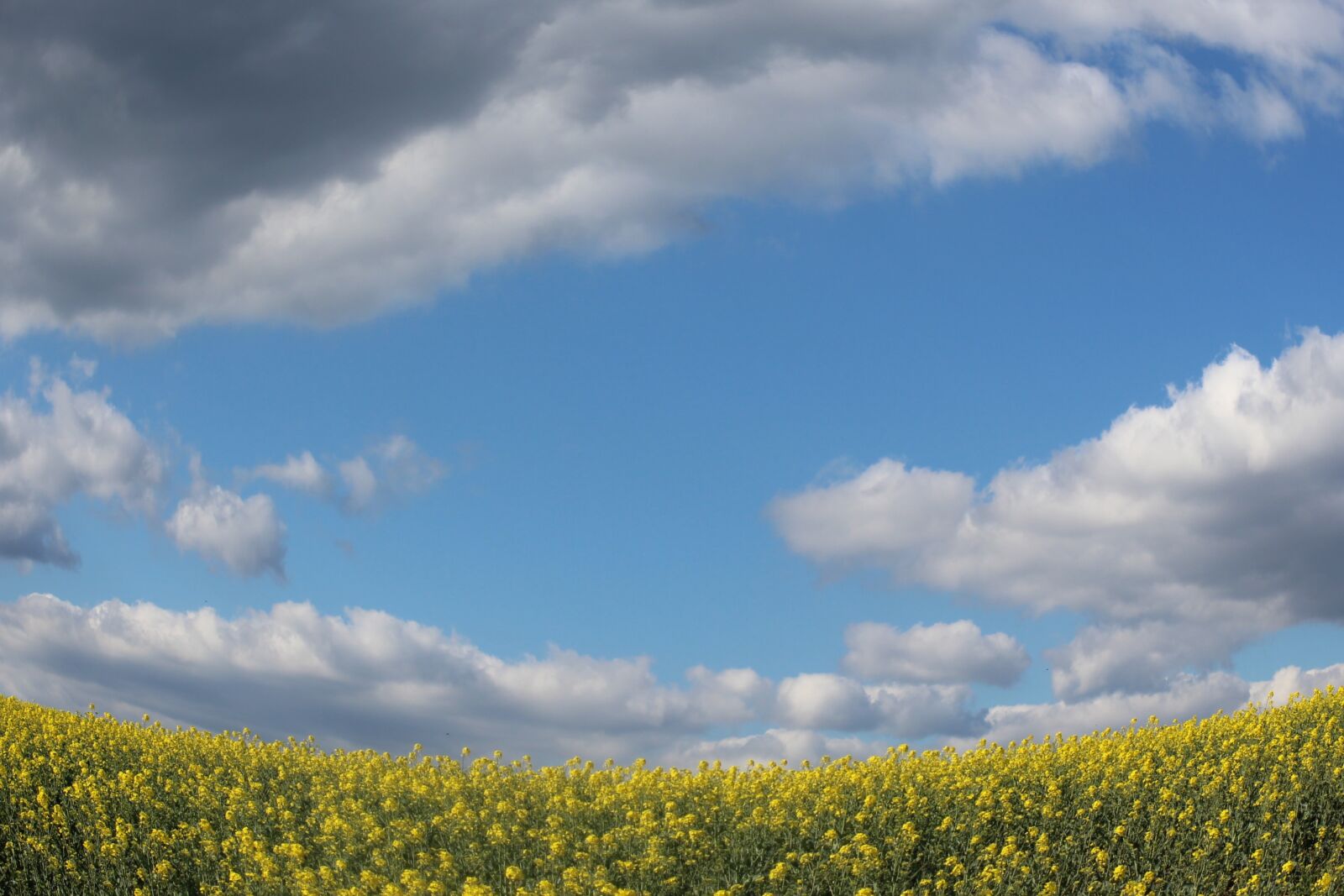 Canon EOS 1200D (EOS Rebel T5 / EOS Kiss X70 / EOS Hi) sample photo. Fields, mustard, sky photography