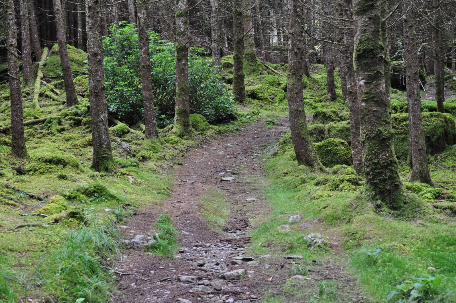 Nikon D5000 sample photo. Ireland, trail, moss photography