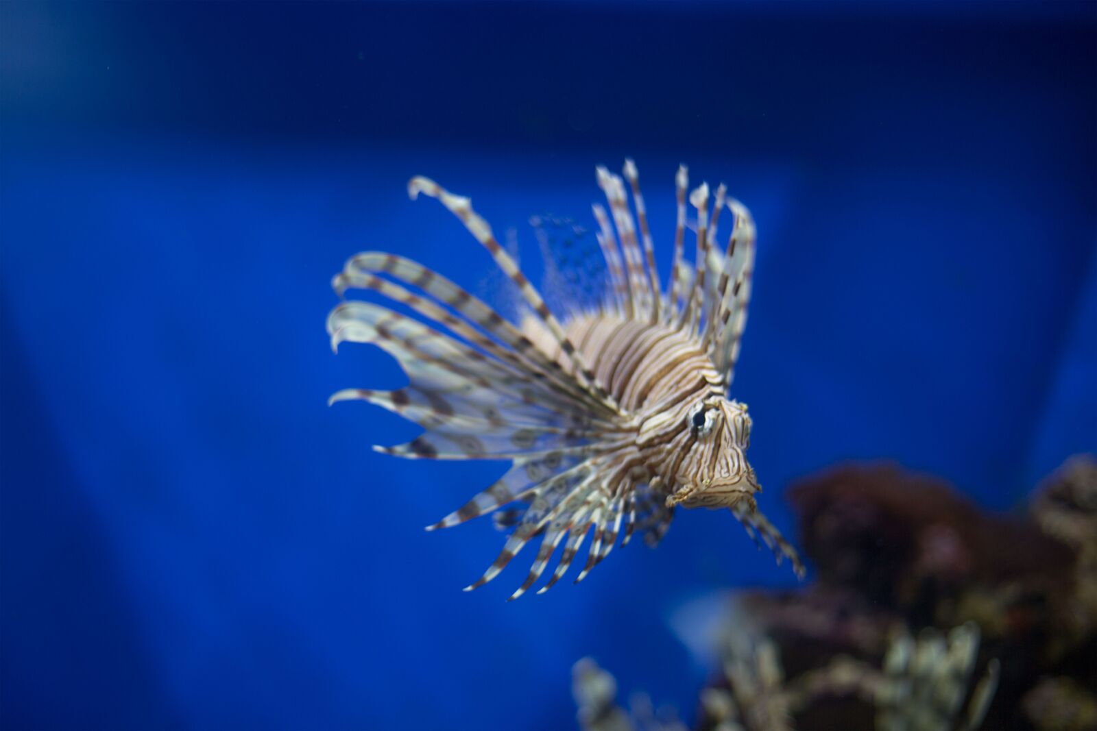 Canon EOS 5D Mark III sample photo. Fish, in aquarium, moscow photography