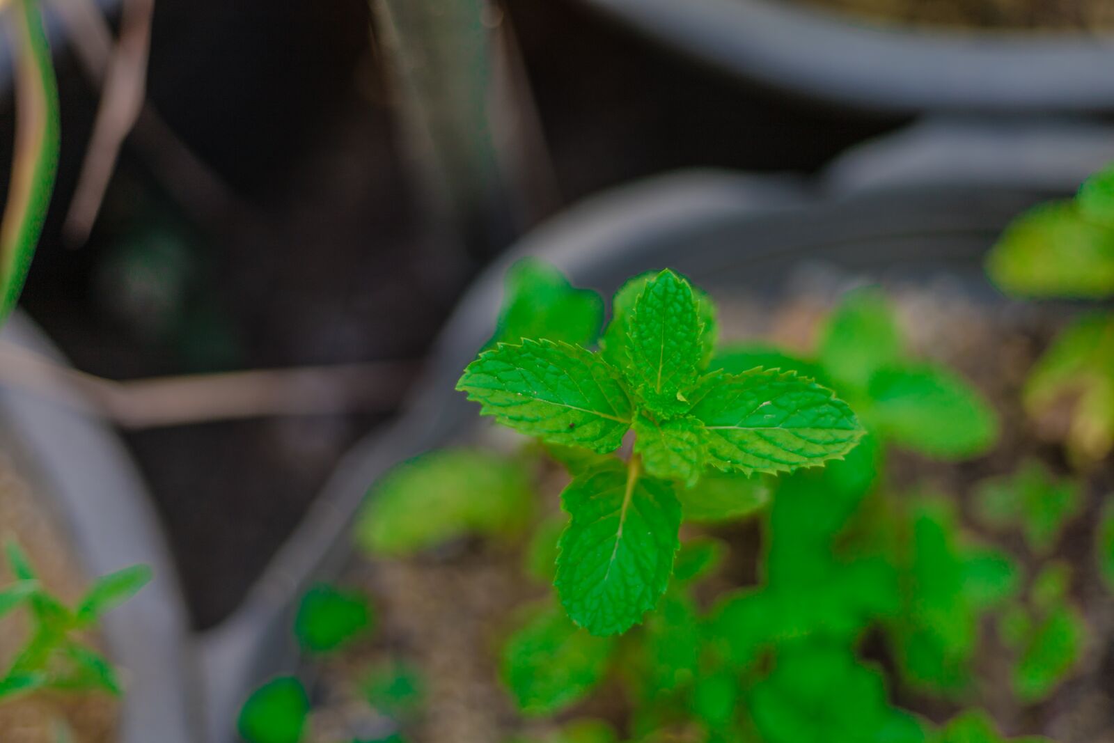 Canon EOS RP sample photo. Autumn leaves, green, nature photography
