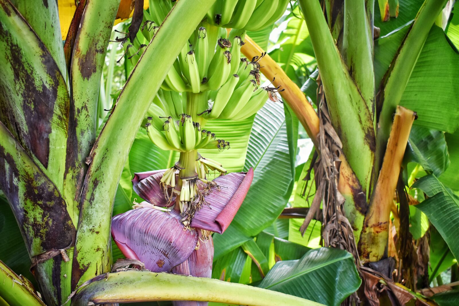 Nikon D3400 sample photo. Banana tree, banana, background photography