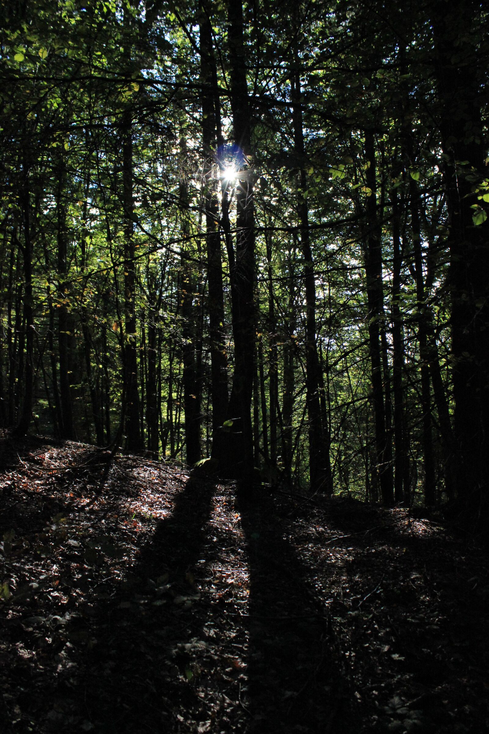 Canon EOS 600D (Rebel EOS T3i / EOS Kiss X5) sample photo. Trees, forest, branch branches photography