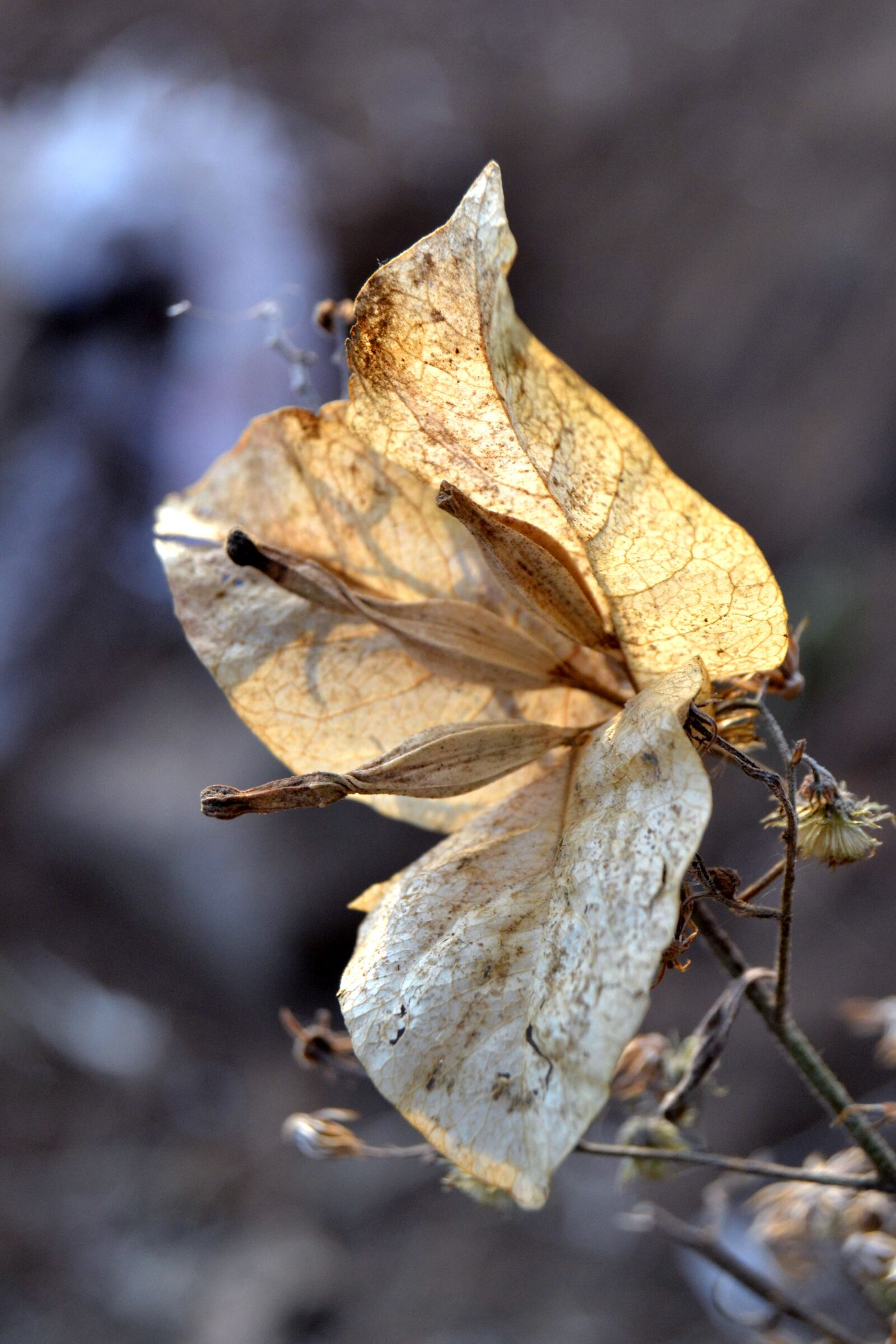 Nikon D3100 sample photo. Flower, autumn, garden photography