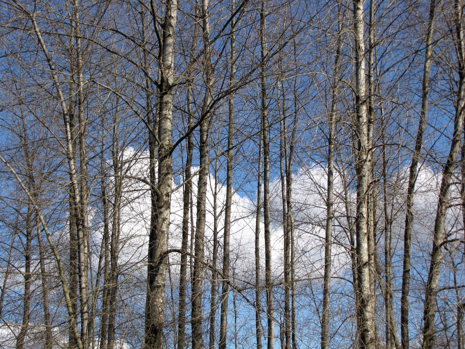 Canon PowerShot SX10 IS sample photo. British columbia, coquitlam, lafarge photography