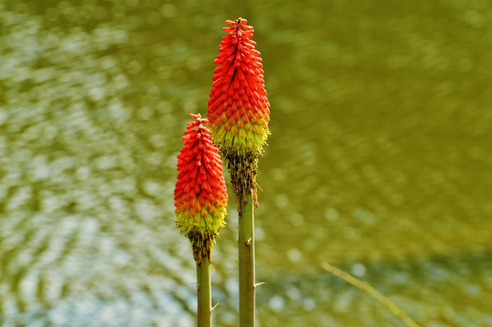 Nikon D3200 sample photo. Flower, blossom, bloom photography