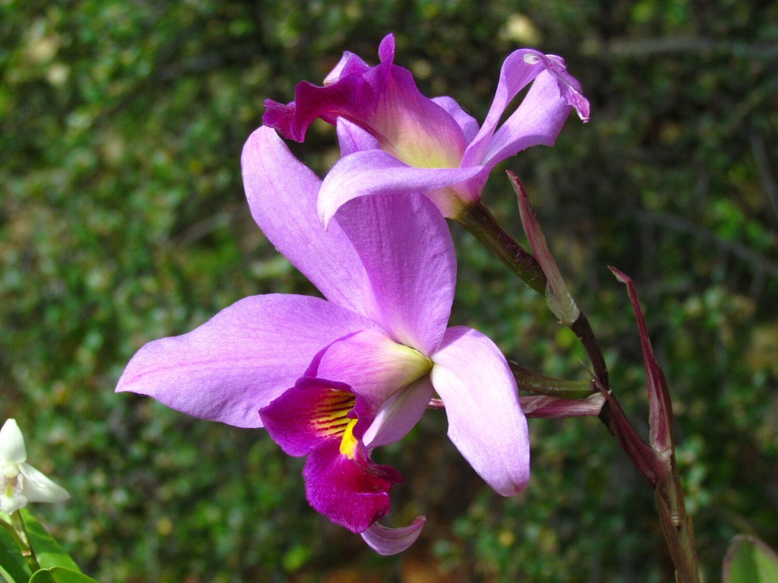 Canon PowerShot SX30 IS sample photo. Orchid, fuchsia, petals photography