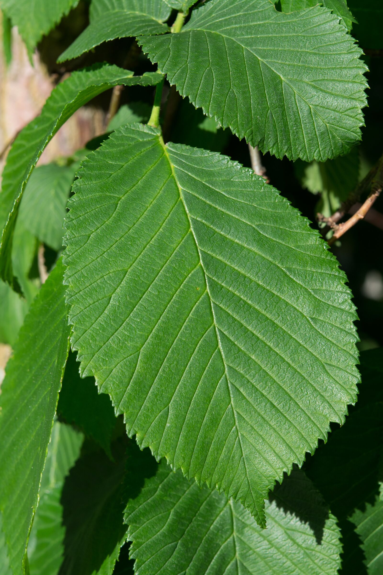 Nikon D7100 sample photo. Leaf, green, elm photography