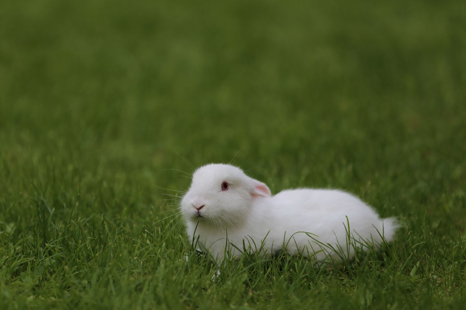 Canon EF 70-200mm F2.8L IS II USM sample photo. Green grass, laying, bunny photography