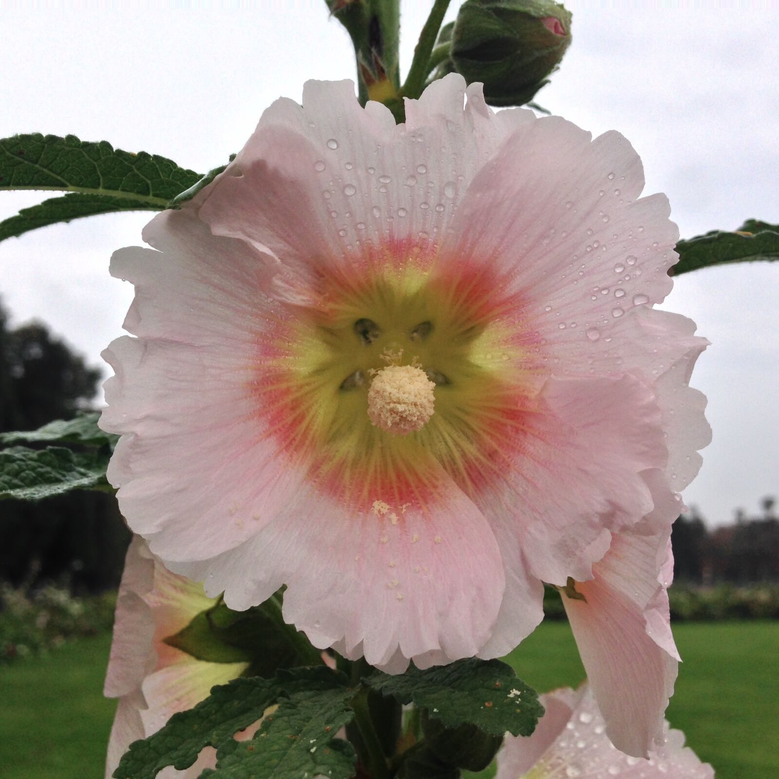 iPhone 5 back camera 4.12mm f/2.4 sample photo. Blossom, bloom, flower photography