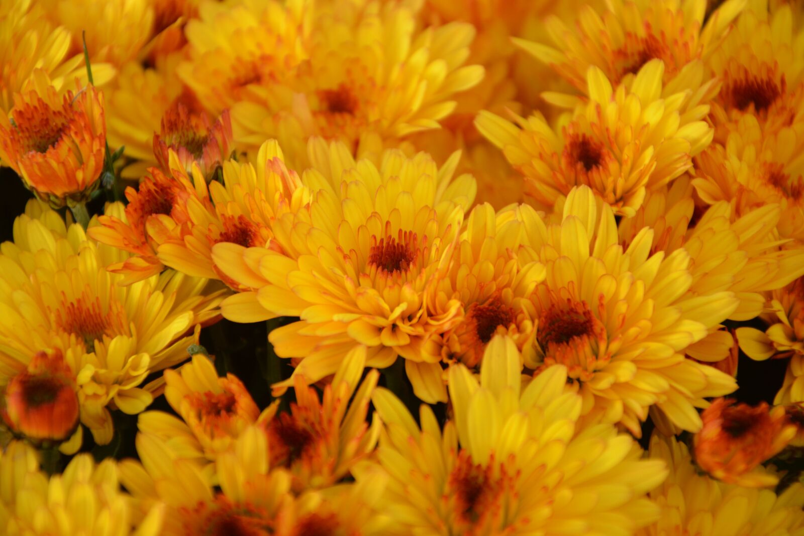Nikon D5200 sample photo. Flowers, mums, color orange photography