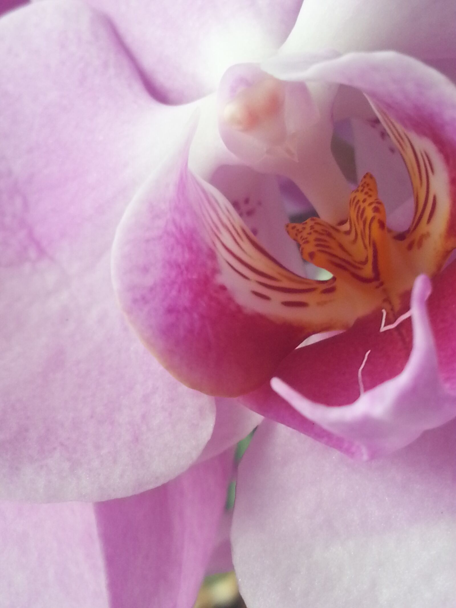 Samsung Galaxy S3 sample photo. Orchid, flowers, close up photography
