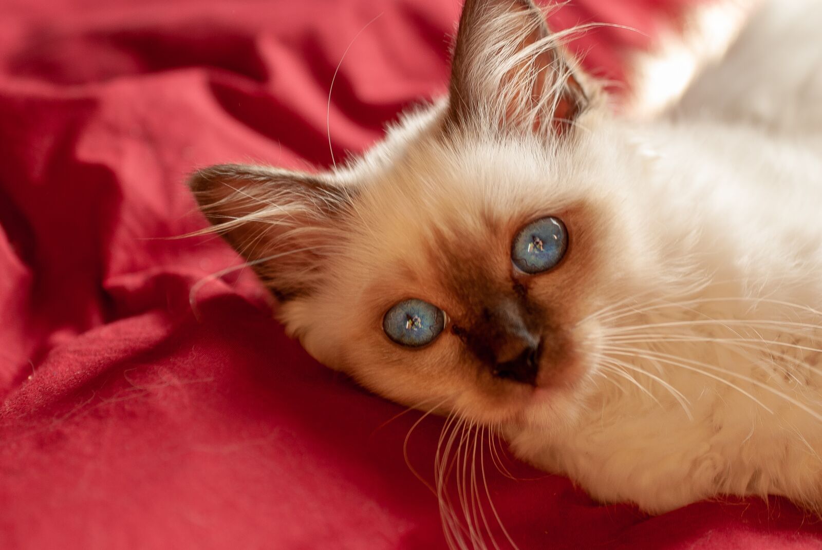 Nikon D80 sample photo. Cat, sacred, burma photography