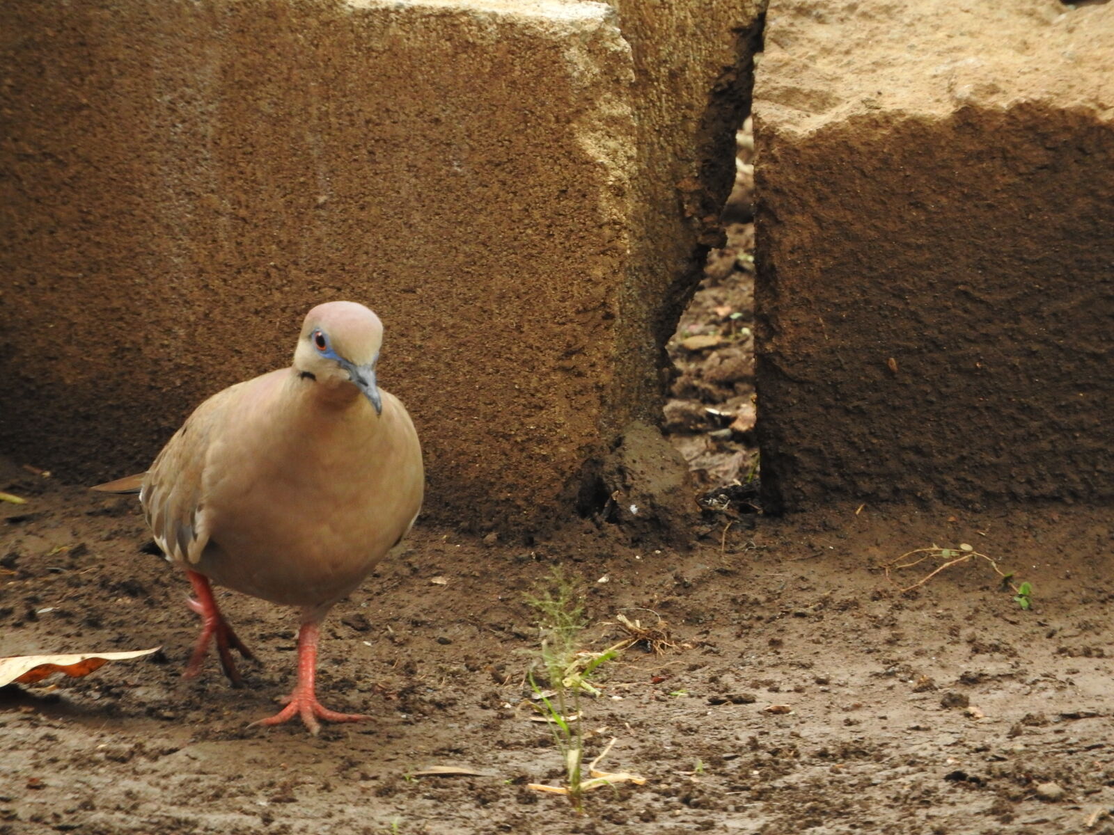Nikon Coolpix P610 sample photo. Bird, managua, nicaragua photography