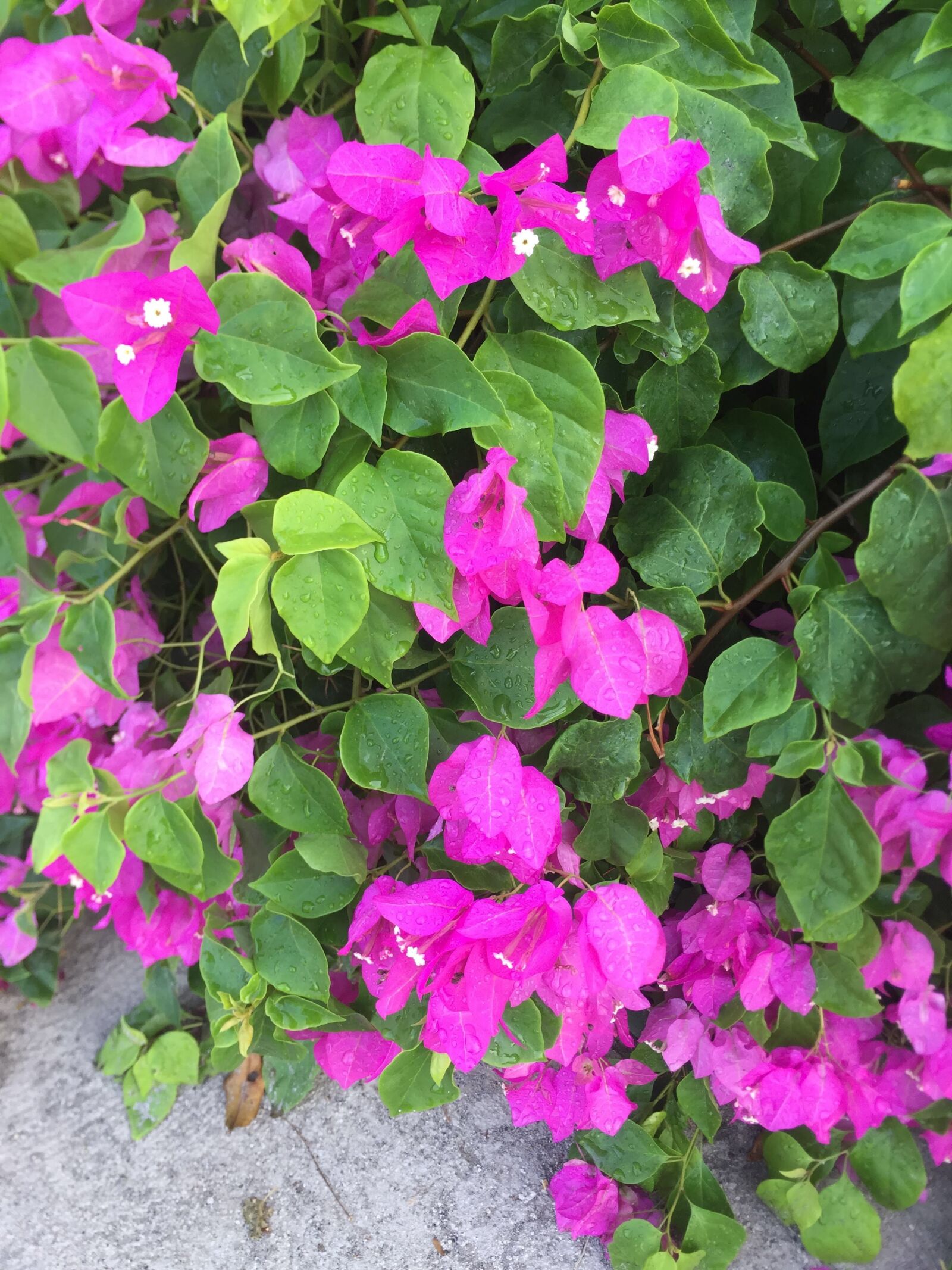 iPhone 6 back camera 4.15mm f/2.2 sample photo. Pink flower, sunny morning photography