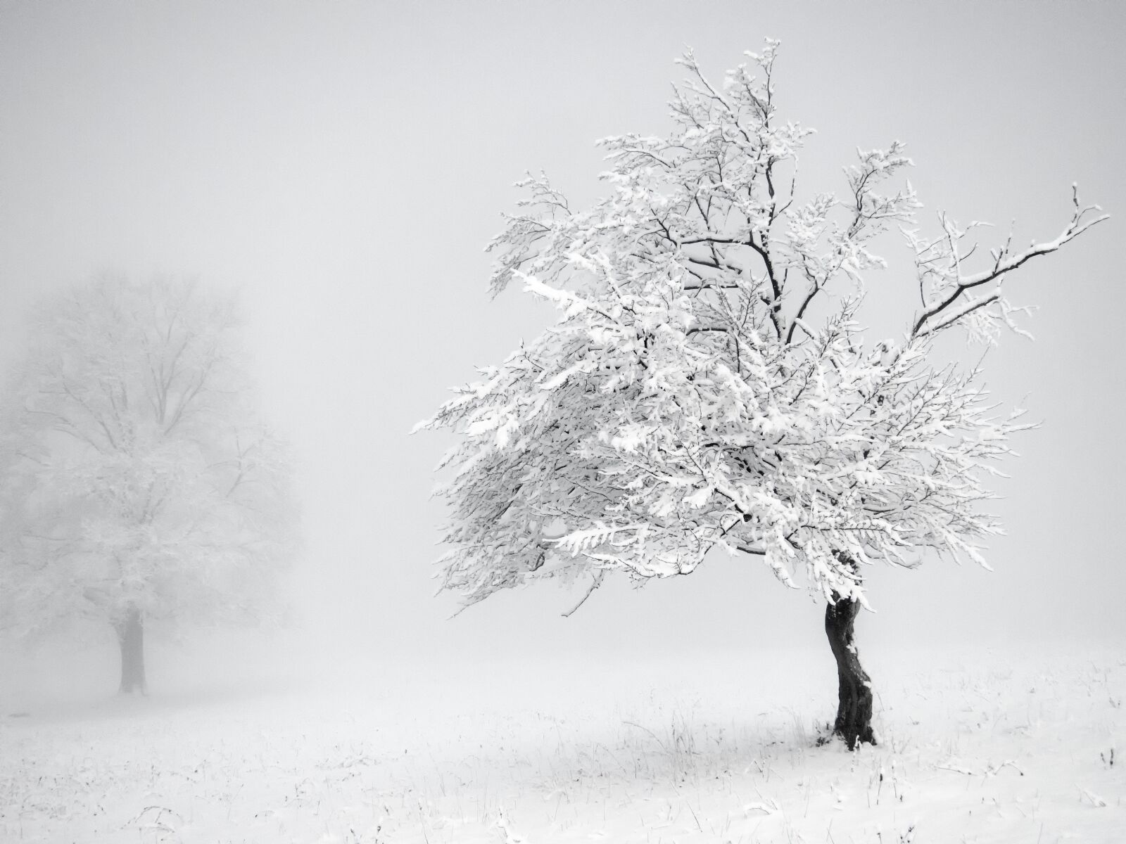 Canon PowerShot S100 sample photo. Winter, solitute, tree photography