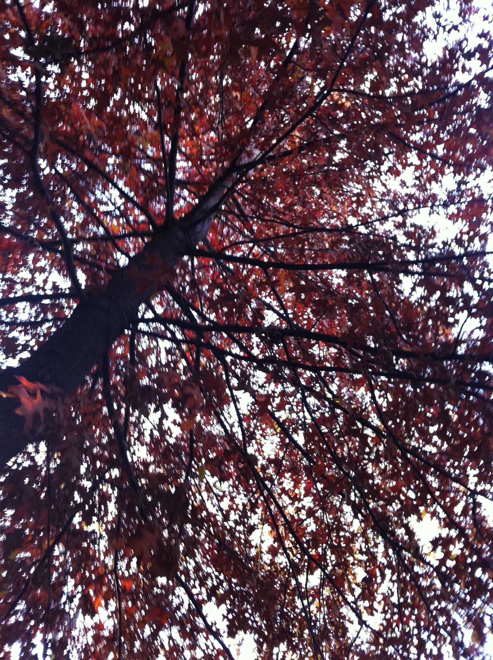 Apple iPhone 4 sample photo