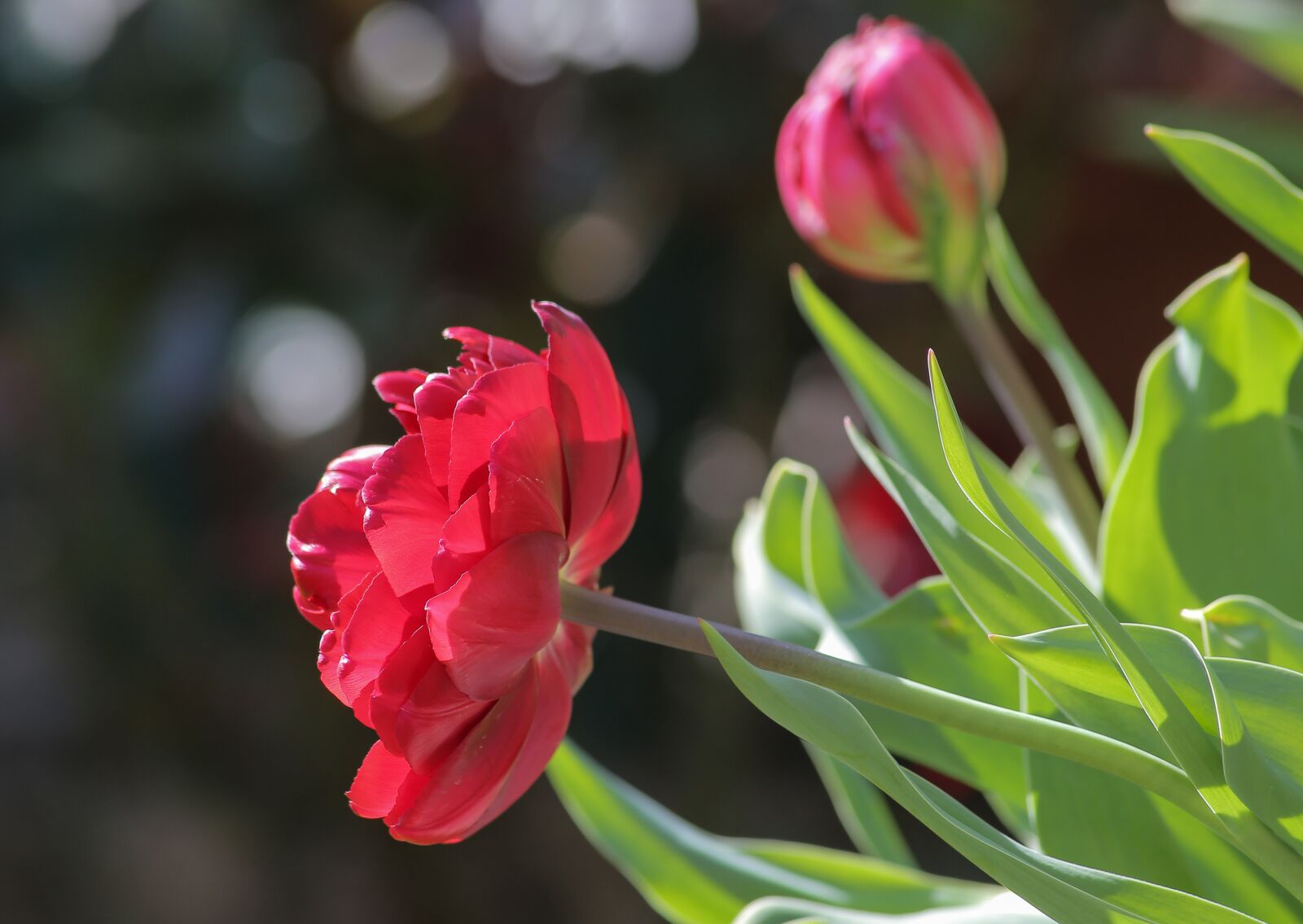 Canon EOS 5D Mark III sample photo. Tulip, red, flower photography