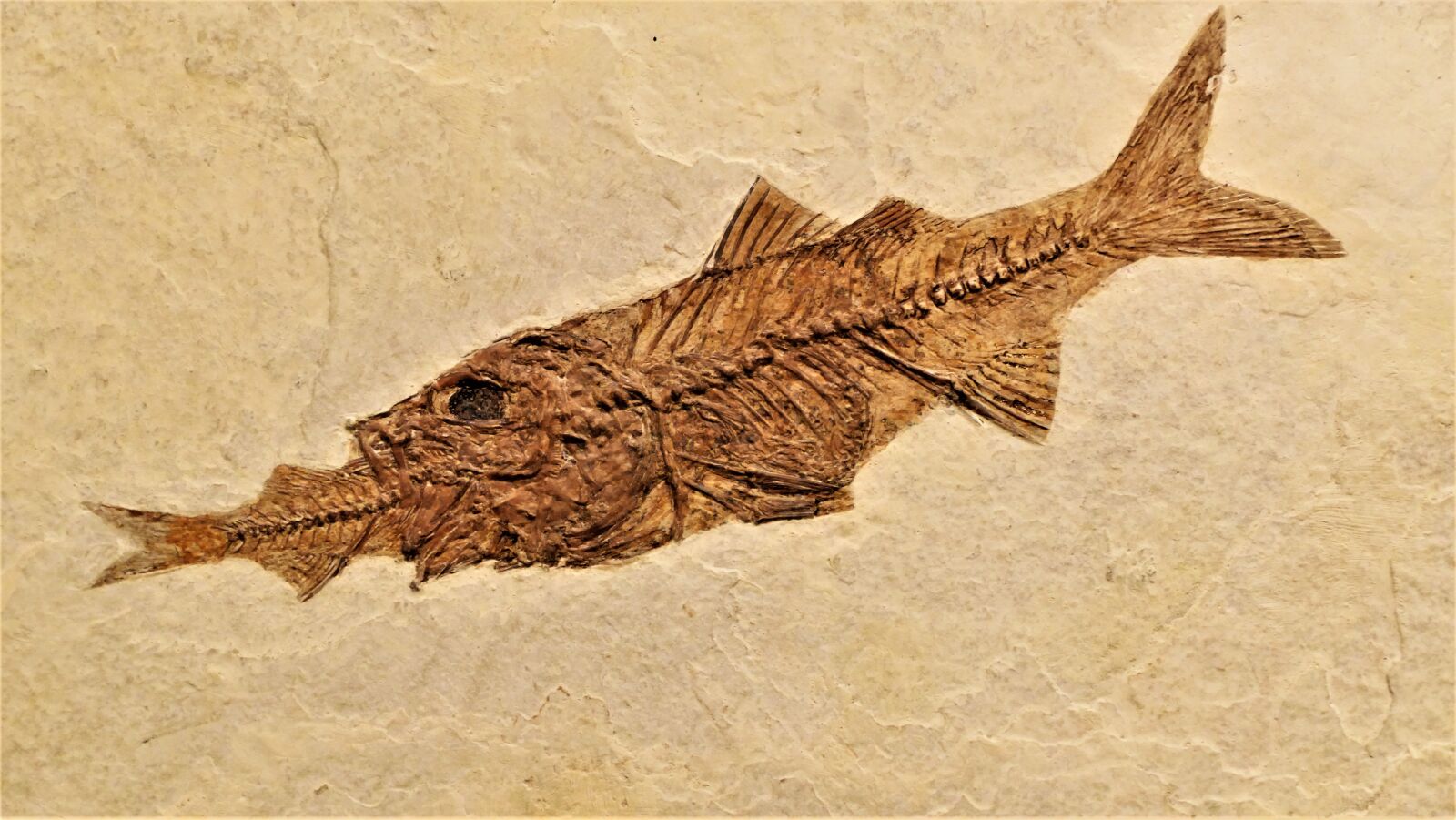 Panasonic Lumix DMC-FZ1000 sample photo. Fish, fossil, perch photography