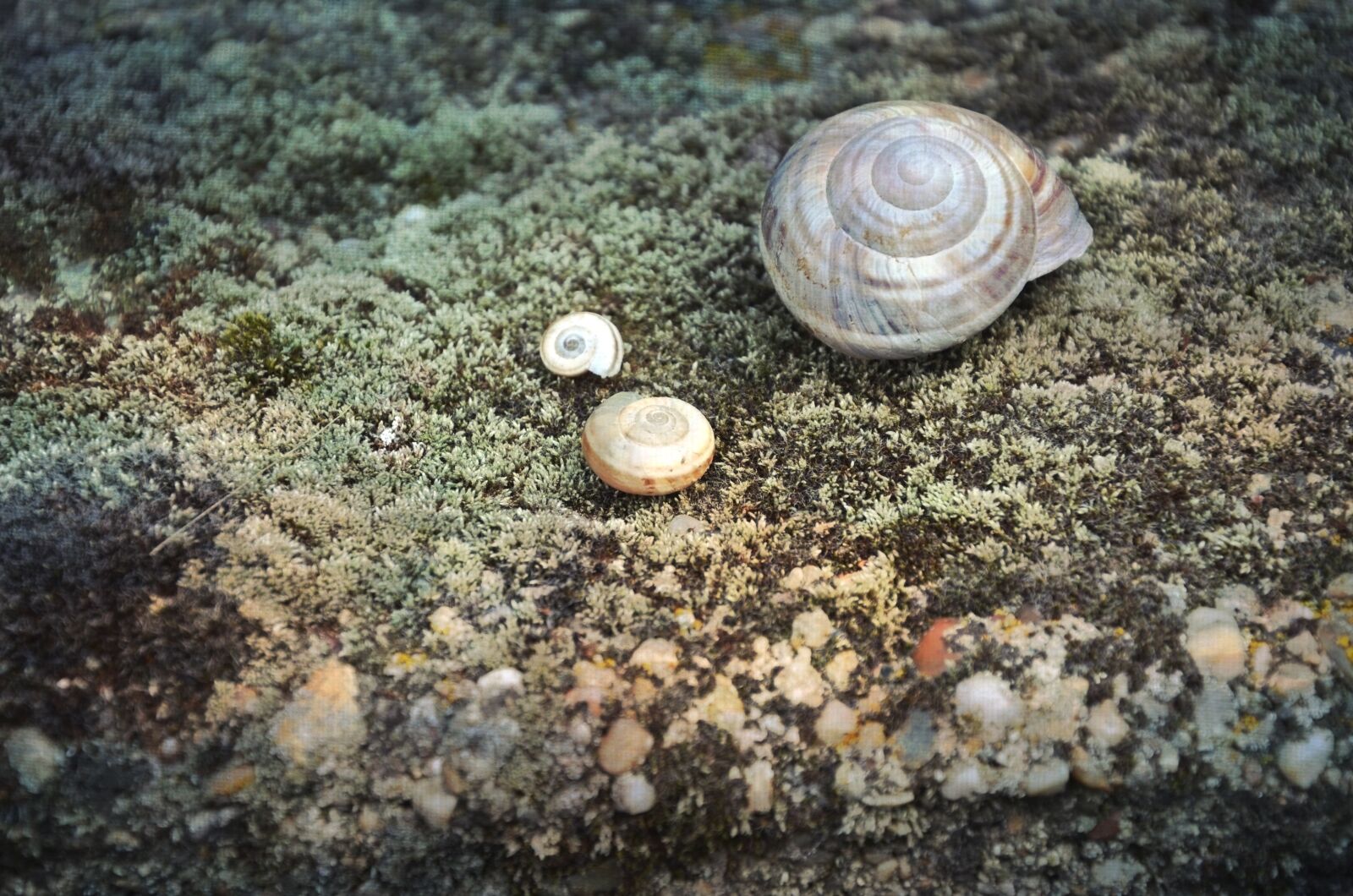 Nikon D5100 sample photo. Snail, shell, animal photography