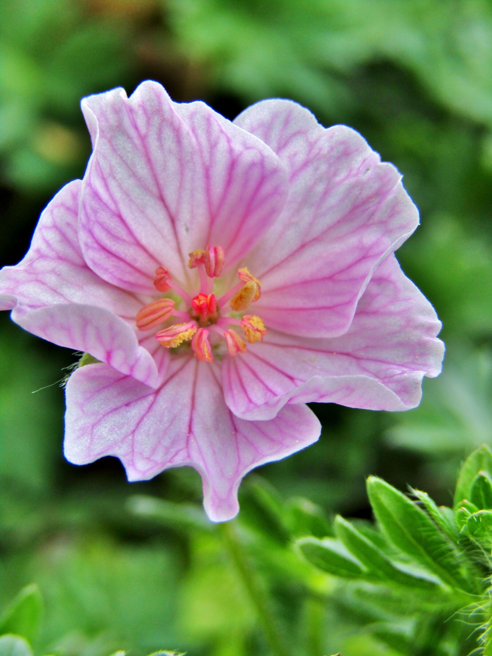 Canon POWERSHOT SX432 IS sample photo. Blood-geranium, striped blood-geranium, flower photography