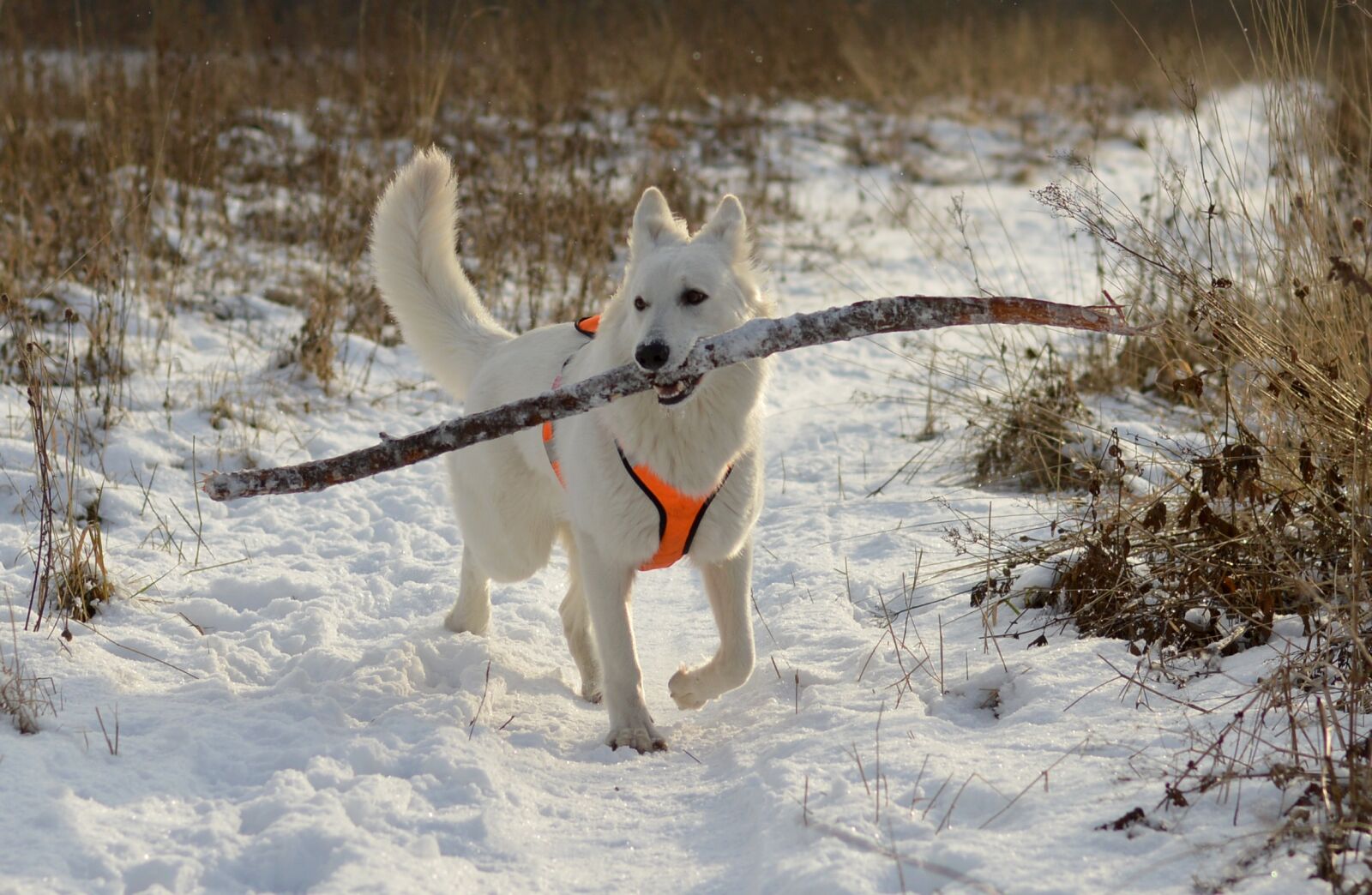 Nikon D3200 sample photo. Snow, winter, cold photography