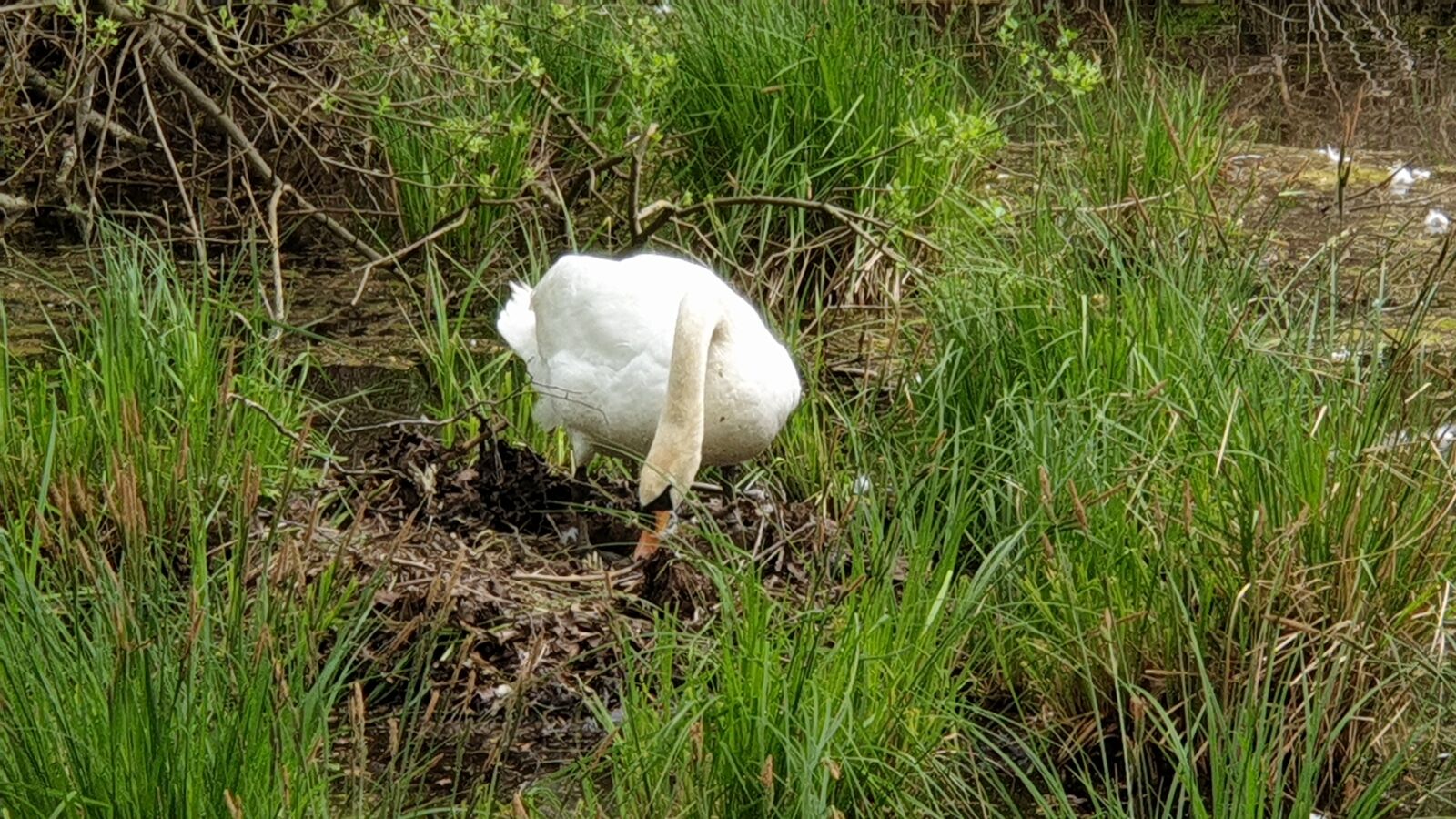 Samsung Galaxy Note9 sample photo. Swan, bird, nature photography