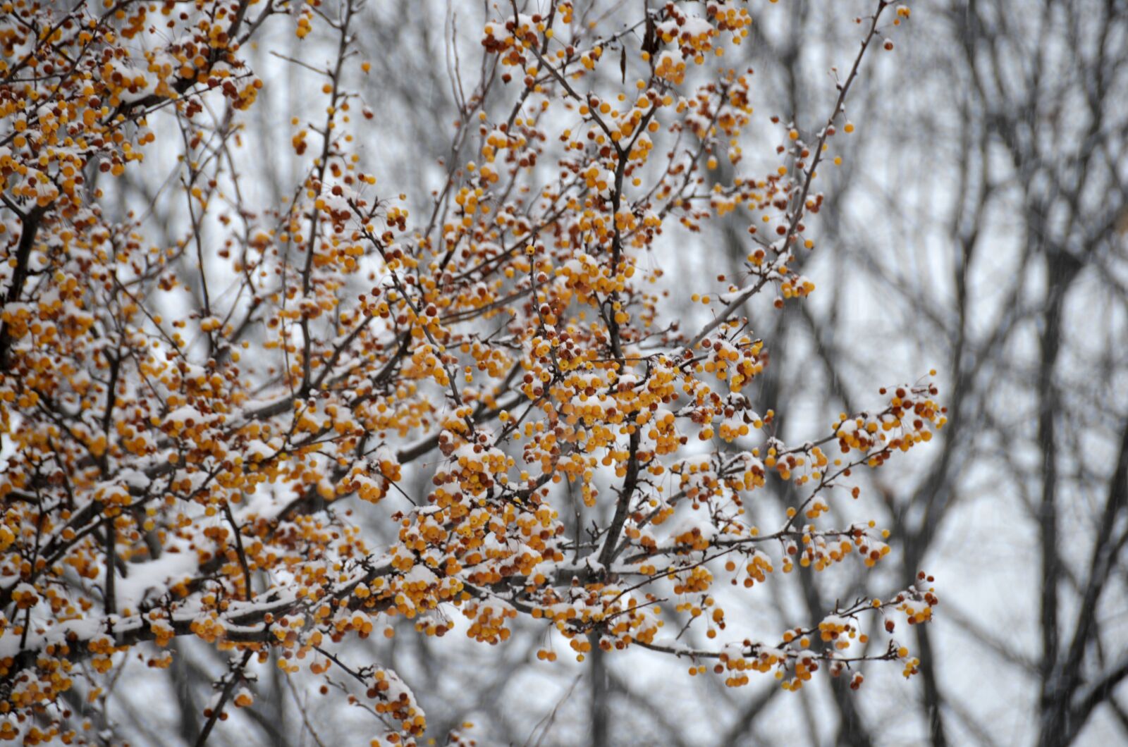 Nikon D5100 sample photo. Winter, tree, season photography
